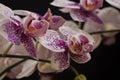 White orchid with violet spot on black background Royalty Free Stock Photo