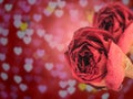 dual beautiful dry red rose on blur heart bokeh