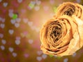 dual beautiful dry white rose on blur heart bokeh Royalty Free Stock Photo