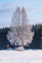 Dual birch tree in sunlight covered in frost