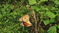 Dual butterflies in closeup Photography Royalty Free Stock Photo