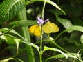 Dual Butterflies Royalty Free Stock Photo