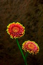 Dual color gerber daisy flowers on abstract dark grunge background