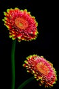 Dual color gerber daisy flowers on black background Royalty Free Stock Photo