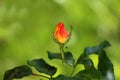 Dual color rose with yellow to red petals starting to open surrounded with thick dark green leaves and small bunch of ants