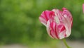 Dual colored pink white tulip. Red and pink with white striped tulip. Close up. Royalty Free Stock Photo