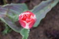 Dual colored red-white tulip Royalty Free Stock Photo