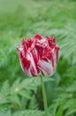 Dual colored red white tulip Royalty Free Stock Photo