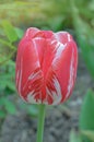 Dual colored red white tulip Royalty Free Stock Photo