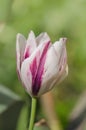 Dual colored red white tulip Royalty Free Stock Photo