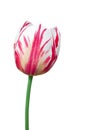 Dual colored red-white tulip on a white Royalty Free Stock Photo