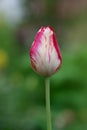 White tulip with red stripes in the garden Royalty Free Stock Photo