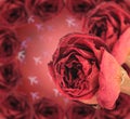 dual dry red rose with frame on blur airplane bokeh