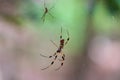 Dual Golden silk orb weaver spiders