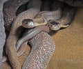 Dual Monocled Cobra on Sand Background