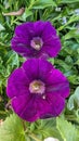 Dual purple petunia flowers closeup in the garden Royalty Free Stock Photo