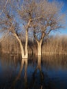 Dual Submerged cottonwoods surrounded by salt cedars in Bosque del Apache National Wildlife Refuge New Mexico