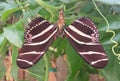 Dual Zebra Longwing Butterflies Royalty Free Stock Photo