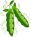 Two fresh green pod with peas Royalty Free Stock Photo