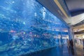 Dubai aquarium & underwater zoo