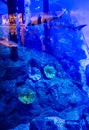 Dubai Aquarium (Underwater Zoo) in Dubai Mall in UAE Royalty Free Stock Photo