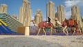 Dubai beach caml and classic building