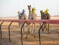 Dubai camel racing club camels racing with radio jockey