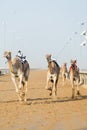 Dubai camel racing club camels racing with radio jockey