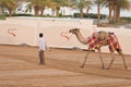 Dubai camel racing club camels taken for warm up walks Royalty Free Stock Photo