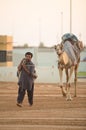 Dubai camel racing club camels taken for warm up walks