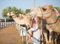 Dubai camel racing club camels waiting to race with keeper.