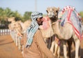 Dubai camel racing club camels waiting to race with keeper.