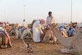 Dubai camel racing club camels waiting to race at sunset