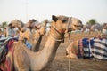 Dubai camel racing club camels waiting to race at sunset