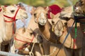 Dubai camel racing club camels waiting to race at sunset Royalty Free Stock Photo