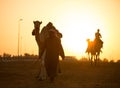 Dubai camel racing club sunset silhouettes of camels