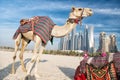 DUBAI Camels on skyscrapers background at the beach Royalty Free Stock Photo