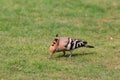 Hoopoe colorful migratory bird africa europe