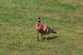 hoopoe colorful migratory bird africa europe