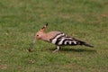 Hoopoe colorful migratory bird africa europe