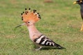 hoopoe colorful migratory bird africa europe