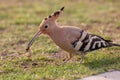 hoopoe colorful migratory bird africa europe