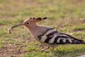 Hoopoe colorful migratory bird africa europe