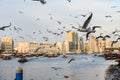 Dubai Creek with lots of seagulls and abra boats at sunset, United Arab Emirates