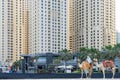 Dubai - January 25: Close up of bedouin, riding a camel in front of Dubai Marina residential skyscrapers and hotels on January 25