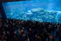 Dubai Mall Aquarium