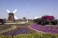 Dubai Miracle Garden Royalty Free Stock Photo