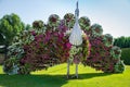 Dubai miracle garden, peacock of flowers with open tail