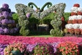 Dubai Miracle Garden in the UAE Royalty Free Stock Photo