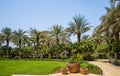 Dubai. Summer 2016. A green oasis overlooking the Four Seasons hotel Jumeirah